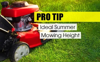 Ideal Summer Mowing Height for Pittsburgh Area Lawns