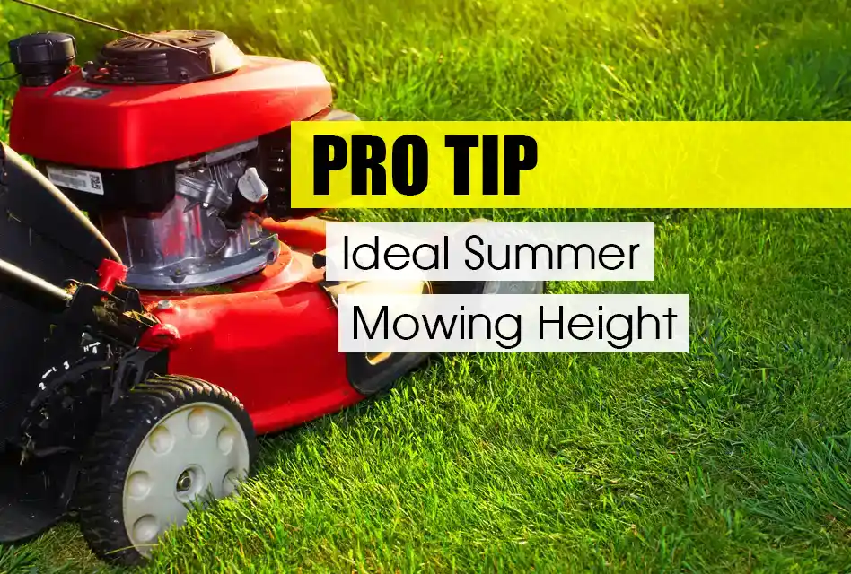 Ideal Summer Mowing Height for Pittsburgh Area Lawns